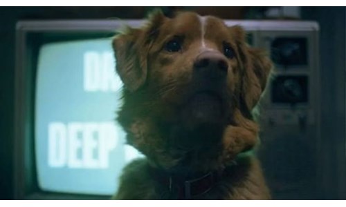 GOOD BOY'UN BAŞROLÜNDEKİ KÖPEK INDY EN İYİ OYUNCU ÖDÜLÜNÜ KAZANDI